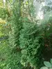 Хвойные, кустарники, лилейники