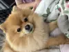 Щенки шпица