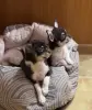 Чихуахуа щенки
