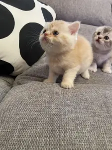 Котята шотландцы