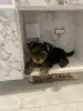 Щенок йоркширского терьера