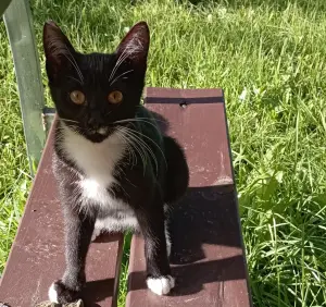 Котенок в дар