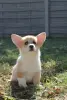 Щенки Вельш корги пемброк