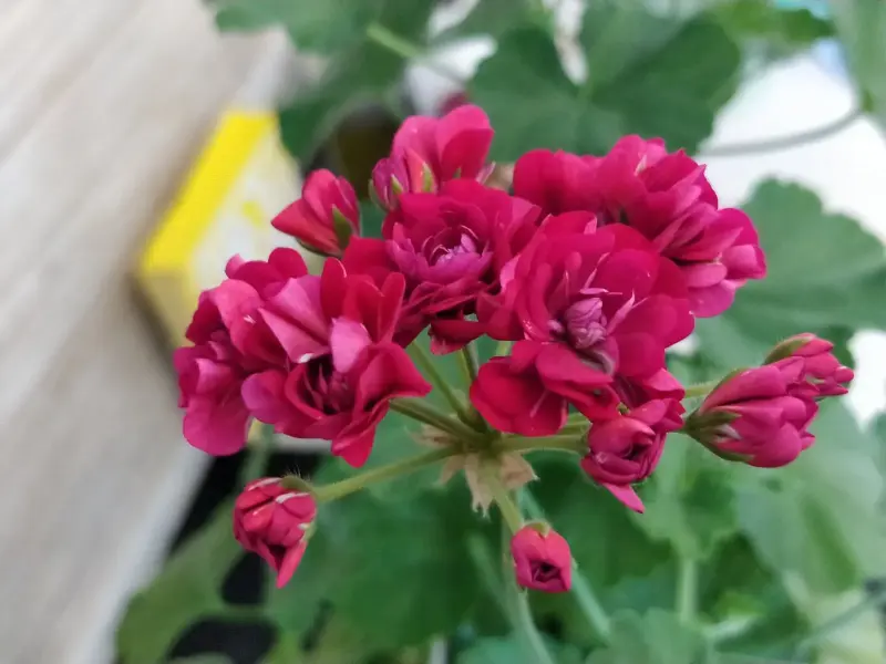 Герань розебудная бордовая,-сорт Monseruds Rosen