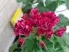 Герань розебудная бордовая,-сорт Monseruds Rosen