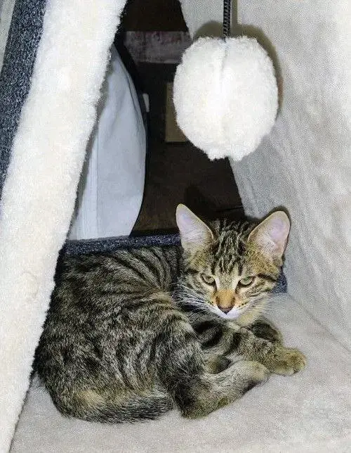 котенок