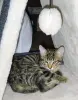 котенок
