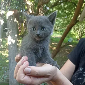 Котята от 1 до 2,5 месяца в добрые руки