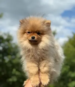Померанский шпиц.