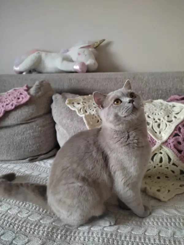 Британский кот