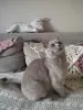 Британский кот