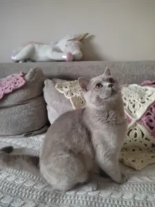Британский кот