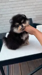 Шпиц девочка