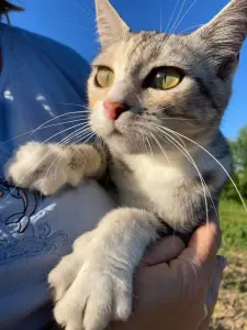 Кошка
