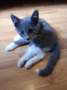 Котенок.. бесплатно