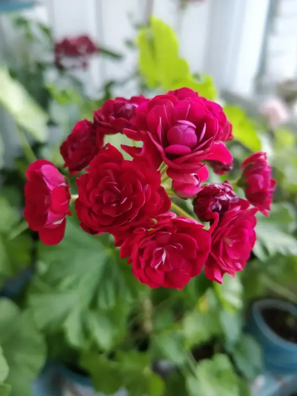 Герань розебудная бордовая,-сорт Monseruds Rosen