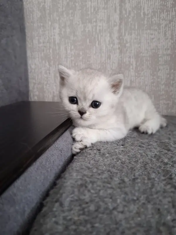 Шотландская прямоухая шиншилла