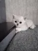 Шотландская прямоухая шиншилла