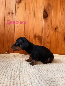 Щенок таксы