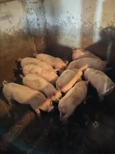 Поросята