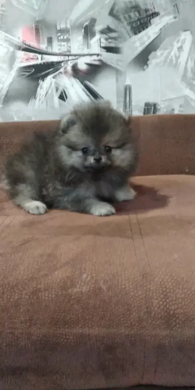 Померанский шпиц мальчик мини мишка