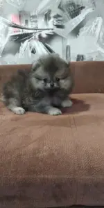Померанский шпиц мальчик мини мишка