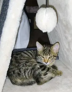 котенок