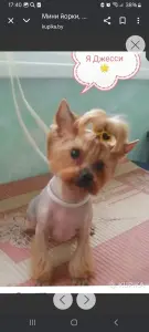 Мини йорки