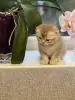 Котята шотландцы