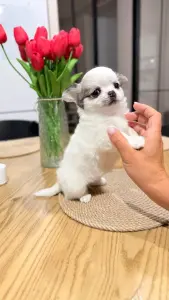 Чихуахуа девочка