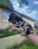 Пудель миниатюрный
