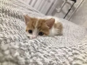 Котенок Малыш в добрые руки. Срочно