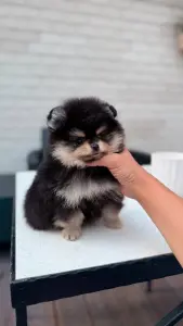 Шпиц девочка