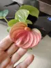 Антуриум розовый Чемпион 4 ростка