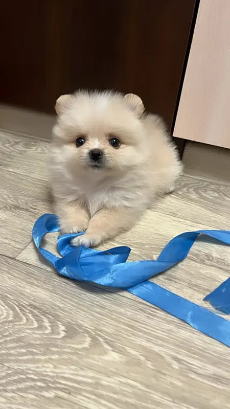 Щенок шпица