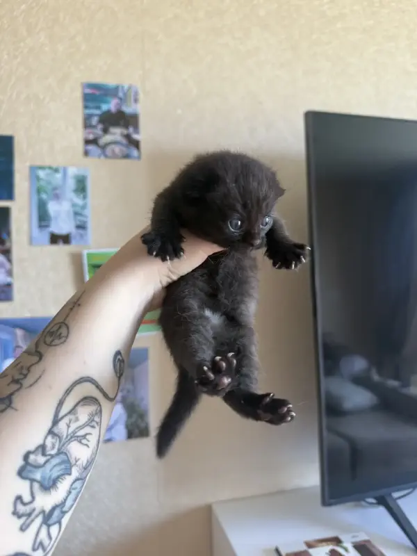 Шотландские вислокотятя