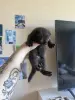 Шотландские вислокотятя