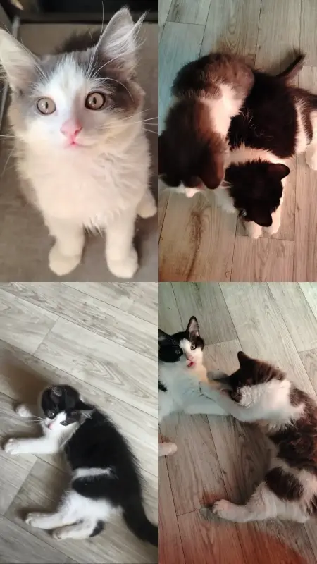 Котики