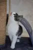 Замурчательный котенок ищет дом и любящих хозяев