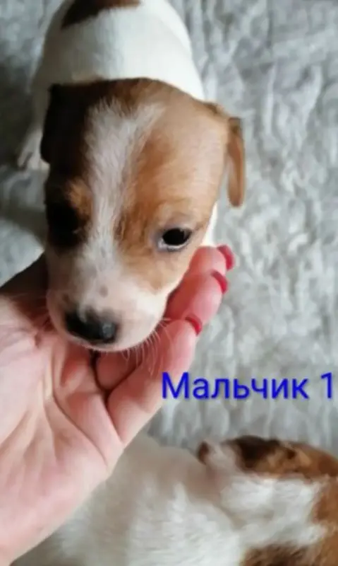 Джек рассел терьеры