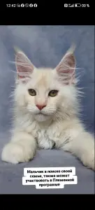 Кот