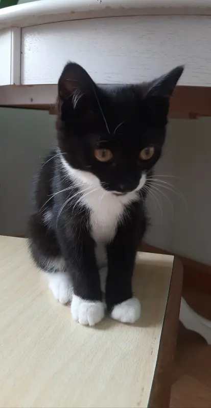 Котенок