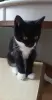 Котенок