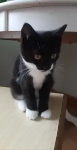 Котенок