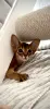Абиссинкий котёнок