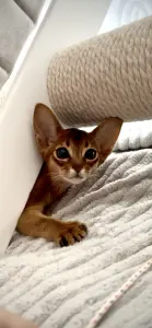 Абиссинкий котёнок