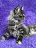 Мейн-Кун котята