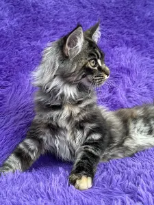 Мейн-Кун котята
