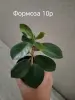 Фикусы сортовые