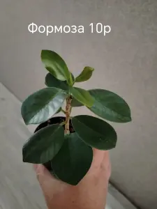 Фикусы сортовые